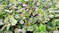 Vigna mungo black urad bean plants